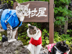 nakamuraya_24n1_cats.png